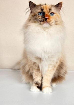 TÜRKİYE TEK SEAL TORTİE RAGDOLL BEBEKLERİ