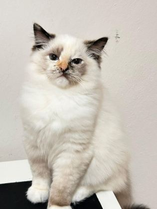 TÜRKİYE TEK SEAL TORTİE RAGDOLL BEBEKLERİ