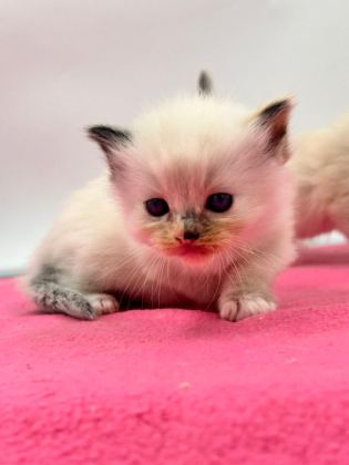 TÜRKİYE TEK SEAL TORTİE RAGDOLL BEBEKLERİ