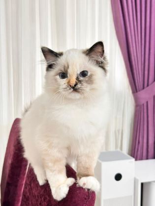 TÜRKİYE TEK SEAL TORTİE RAGDOLL BEBEKLERİ