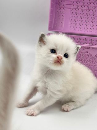 SAFKAN RAGDOLL BEBEKLERİ