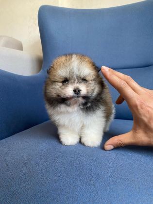 ERKEK GÜZELLERİ POMERANİAN