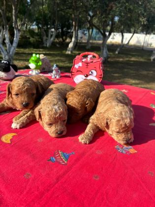 POODLE BEBEKLER