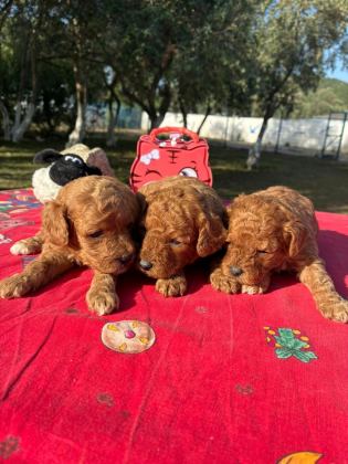 POODLE BEBEKLER