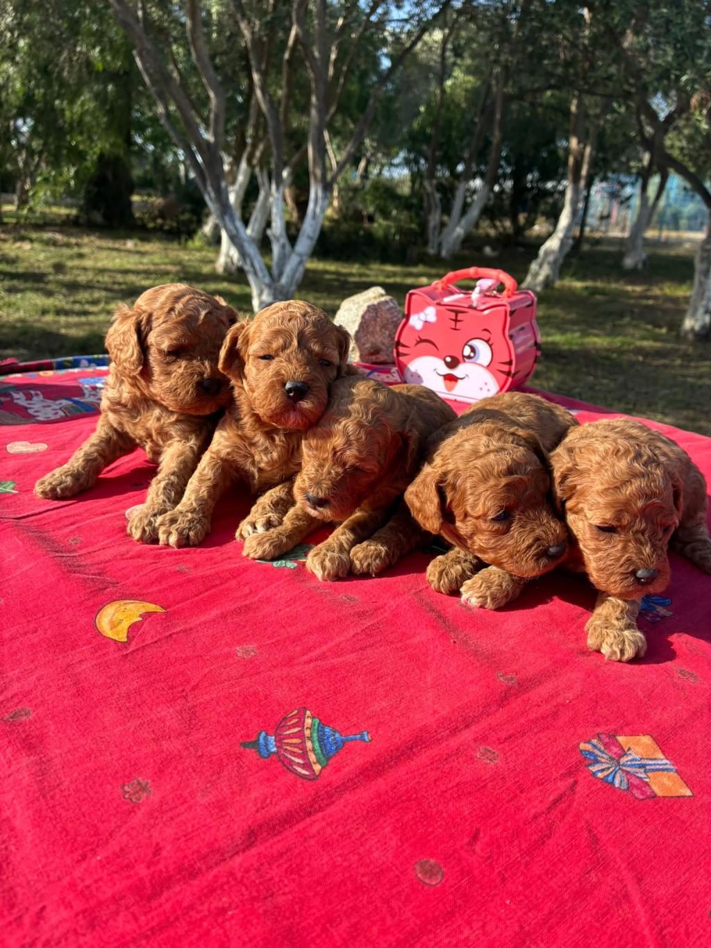 POODLE BEBEKLER