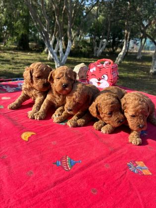 POODLE BEBEKLER