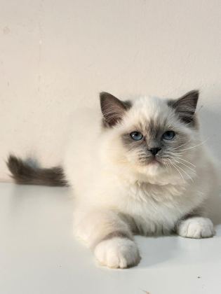 ŞAMPİYON ŞECERELİ SOYU SAFKAN RAGDOLL YAVRULARI