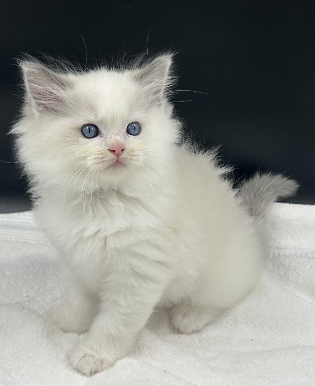 ŞAMPİYON ŞECERELİ SOYU SAFKAN RAGDOLL YAVRULARI