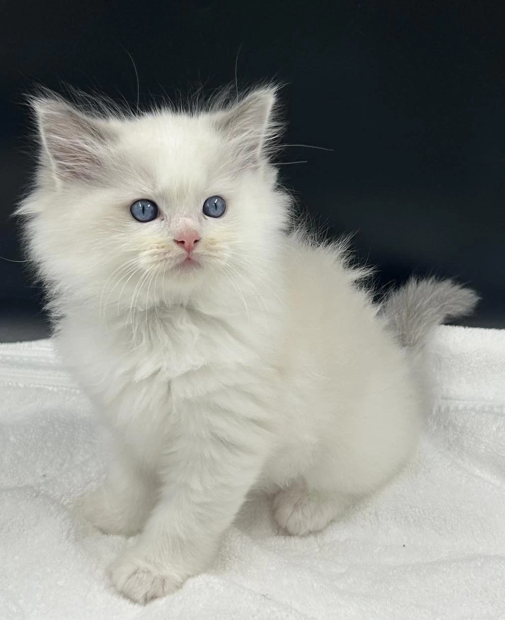 Şampiyon Şecereli Soyu Safkan Ragdoll Yavruları