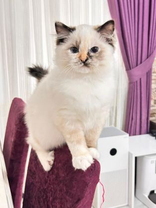 ŞAMPİYON ŞECERELİ SOYU SAFKAN RAGDOLL YAVRULARI