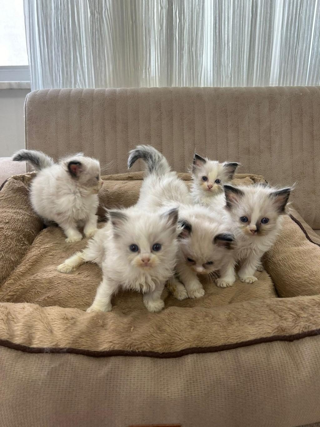 RAGDOLL BEBEKLER REZERVE AÇIK