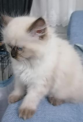 RAGDOLL BEBEKLER REZERVE AÇIK