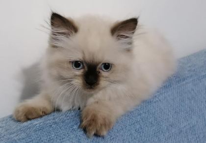 RAGDOLL BEBEKLER REZERVE AÇIK
