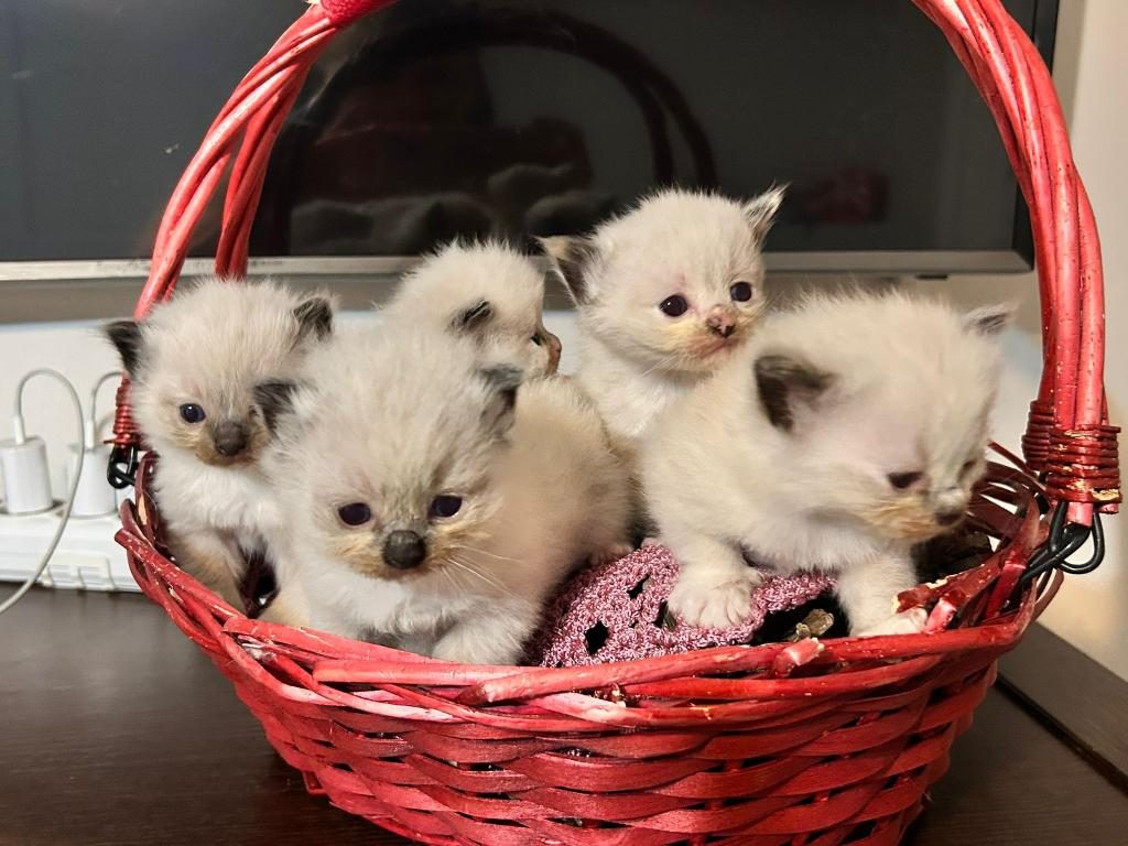 ŞECERE GARANTILI ANNE VE BABA ŞAMPIYON HATLARDAN KEDİLER