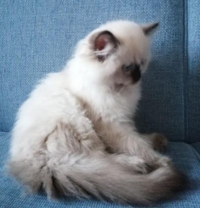 RAGDOLL BEBEKLER REZERVE AÇIK