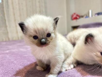 ŞECERE GARANTILI ANNE VE BABA ŞAMPIYON HATLARDAN KEDİLER