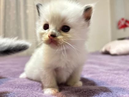 ŞECERE GARANTILI ANNE VE BABA ŞAMPIYON HATLARDAN KEDİLER
