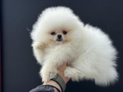 PEMIDE KÖPEK ÇİFTLİĞİNDEN TEDDY POMERANİAN