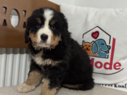 PETMODE KÖPEK ÇİFTLİĞİNDEN BERNESE YAVRUMUZ