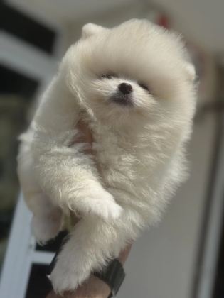 Çok Özel Tea Cup Pomeranian Yavrularımız
