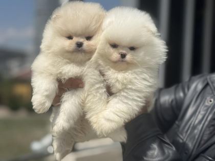 PETMODE KÖPEK ÇİFTLİĞİNDEN TEDDY FACE SURAT POMERANİAN