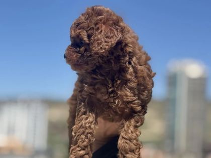 Ankranın En Seçkin Redbrown Toy Poodle Ları