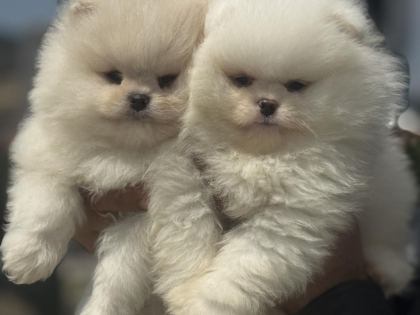 PETMODE KÖPEK ÇİFTLİĞİNDEN TEDDY FACE SURAT POMERANİAN