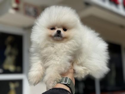 PETMODE KÖPEK ÇİFTLİĞİNDEN ZİYARETE AÇIK POMERANİAN