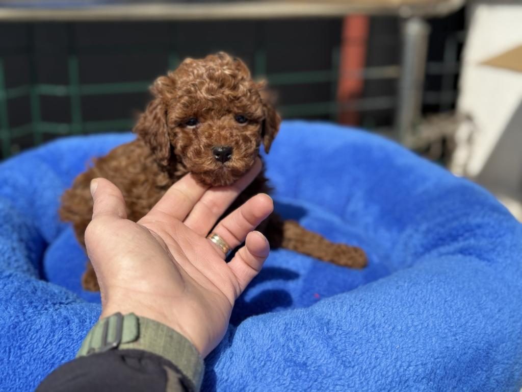 700 GR 4 AYLIK KORE MİCRO TEA CUP POODLE