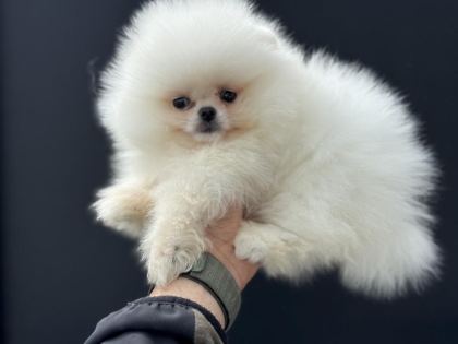 PEMIDE KÖPEK ÇİFTLİĞİNDEN TEDDY POMERANİAN