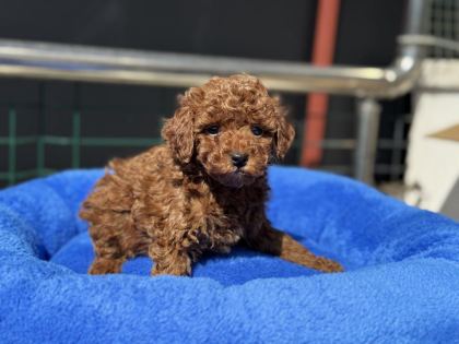 700 GR 4 AYLIK KORE MİCRO TEA CUP POODLE