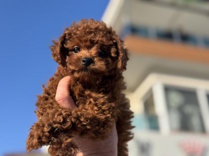 PETMODE KÖPEK ÇİFTLİĞİNDE ZİYARETE AÇIK TOY POODLE