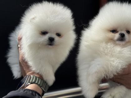 PEMIDE KÖPEK ÇİFTLİĞİNDEN TEDDY POMERANİAN
