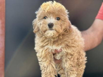PETMOD KÖPEK ÇİFTLİĞİNDEN MALTİPOO YAVRULAR