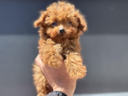 4 AYLIK TİNY KORE POODLE 700 GR PETMO DEN