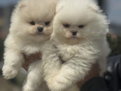 PETMODE KÖPEK ÇİFTLİĞİNDEN TEDDY FACE SURAT POMERANİAN