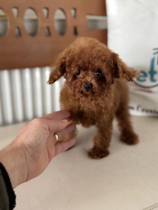700 GR 4 AYLIK KORE MİCRO TEA CUP POODLE