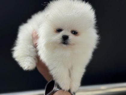PEMIDE KÖPEK ÇİFTLİĞİNDEN TEDDY POMERANİAN