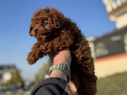PETMODE KÖPEK ÇİFTLİĞİNDE ZİYARETE AÇIK TOY POODLE