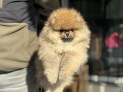 PETMODE KÖPEK ÇİFTLİĞİNDEN TEDDY FACE SURAT POMERANİAN