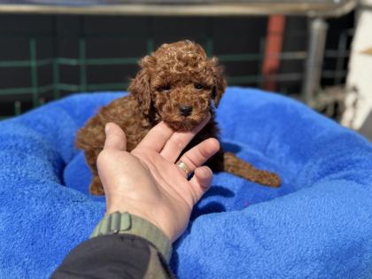 700 GR 4 AYLIK KORE MİCRO TEA CUP POODLE