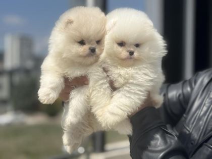 PETMODE KÖPEK ÇİFTLİĞİNDEN TEDDY FACE SURAT POMERANİAN