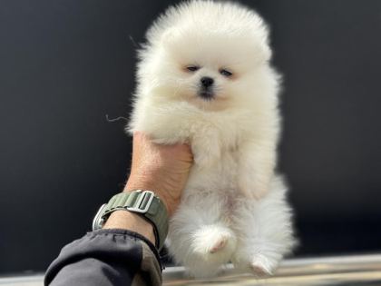 PETMODE KÖPEK ÇİFTLİĞİNDEN ZİYARETE AÇIK POMERANİAN