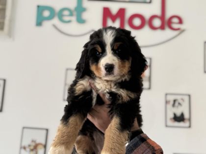 PETMODE KÖPEK ÇİFTLİĞİNDEN BERNESE YAVRUMUZ