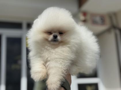 PEMIDE KÖPEK ÇİFTLİĞİNDEN TEDDY POMERANİAN