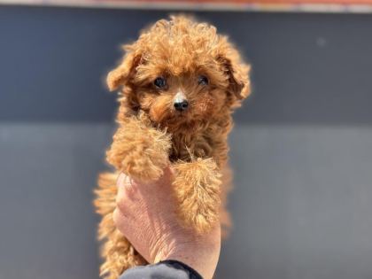 4 AYLIK TİNY KORE POODLE 700 GR PETMO DEN