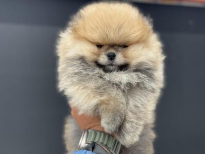 PETMODE KÖPEK ÇİFTLİĞİNDEN ZİYARETE AÇIK POMERANİAN