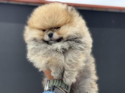 PETMODE KÖPEK ÇİFTLİĞİNDEN ZİYARETE AÇIK POMERANİAN