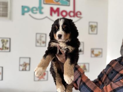 PETMODE KÖPEK ÇİFTLİĞİNDEN BERNESE YAVRUMUZ