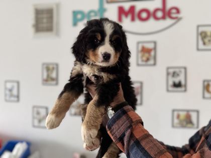 PETMODE KÖPEK ÇİFTLİĞİNDEN BERNESE YAVRUMUZ